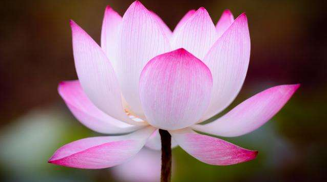 第三世多杰羌佛聖量  得到頂聖如來的灌頂