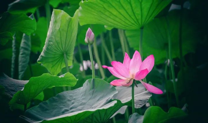 國際佛教僧尼總會公告(2011年2月28日)