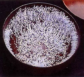 第三世多杰羌佛聖量  佛降甘露是這樣得來的