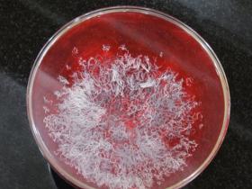 《藉心經說真諦》至寶經典法會佛降甘露恭賀