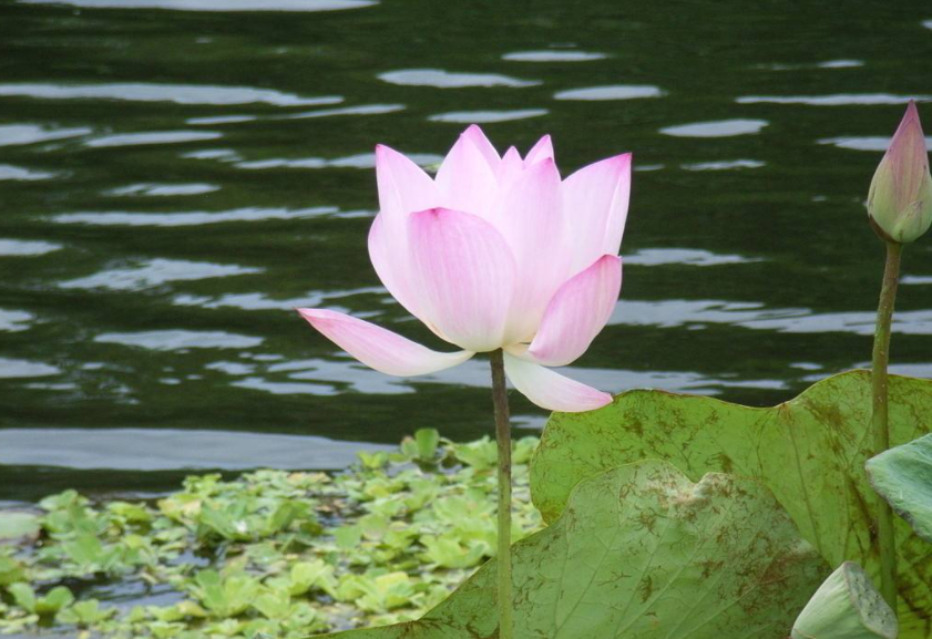 “黃臉婆”逆襲“白月光”之經歷