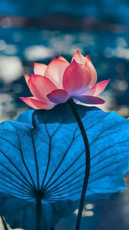 “黃臉婆”逆襲“白月光”之經歷-图片1