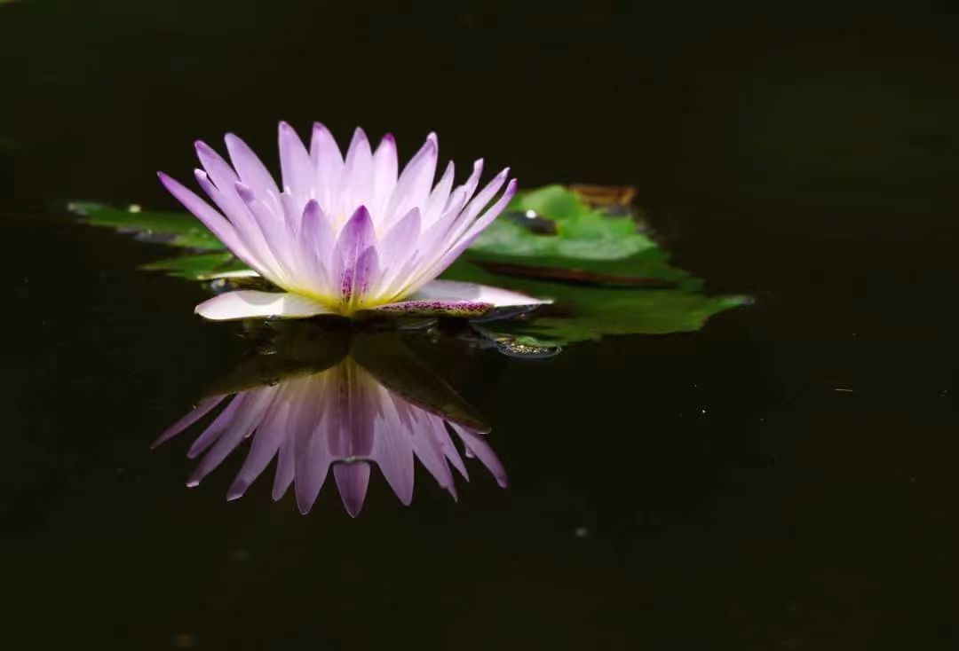 通過聞法，我是這樣提取法音精華的