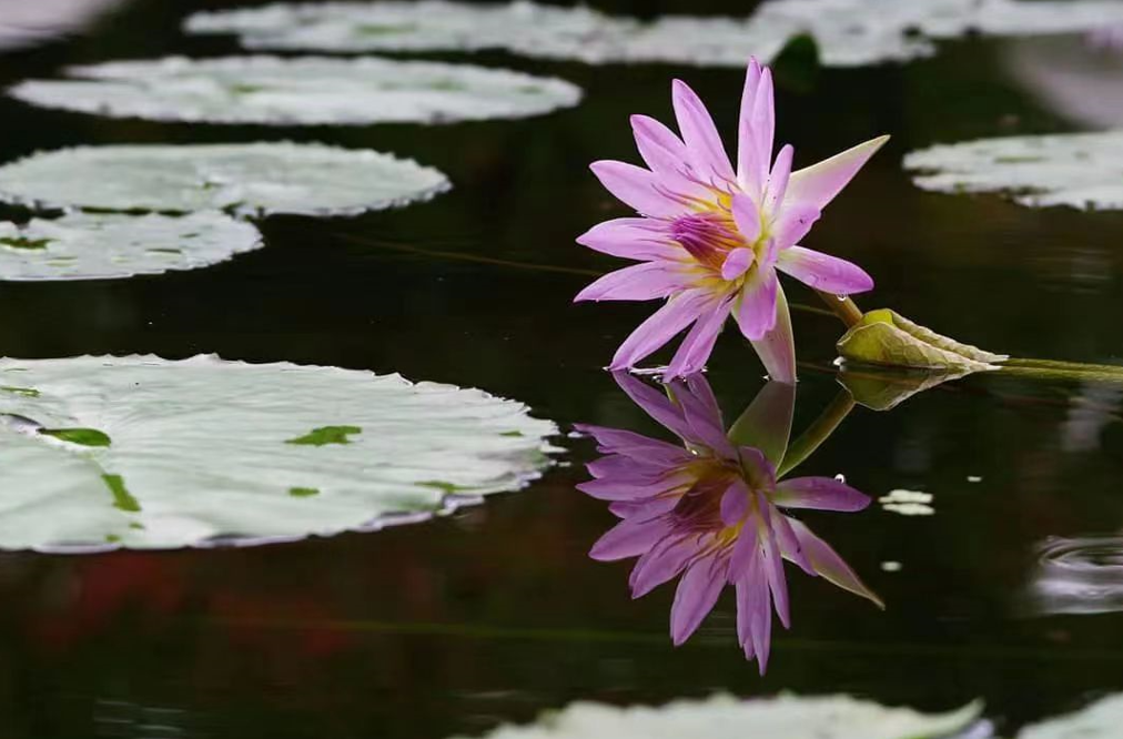 我是如何挑戰做聞法共修主持人的?