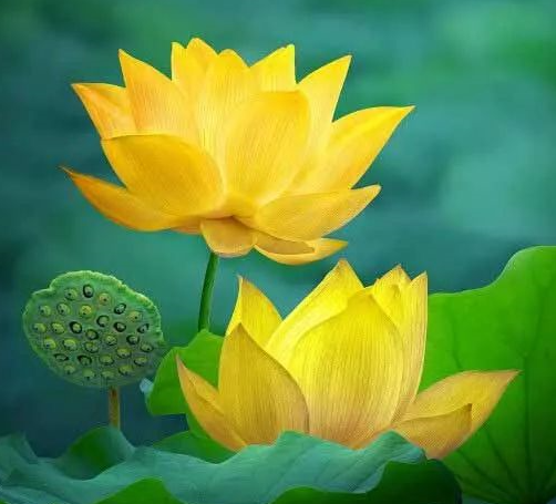 如何正確地念佛才能有受用？