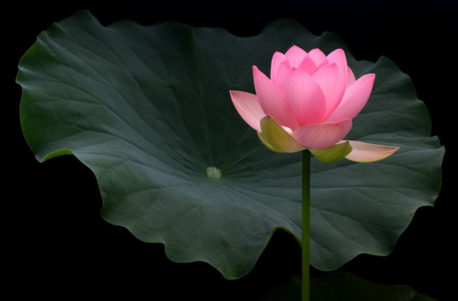 【視頻】這個初果羅漢為何遭到如此慘重的惡報？