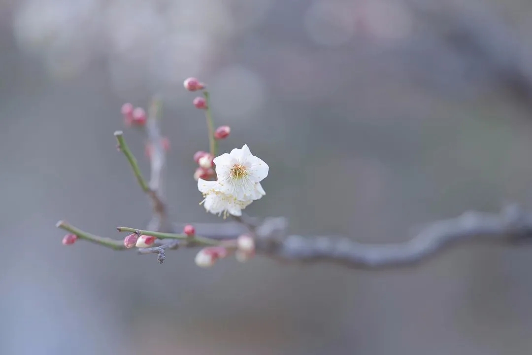 佛法不是宣傳學 而是自修學