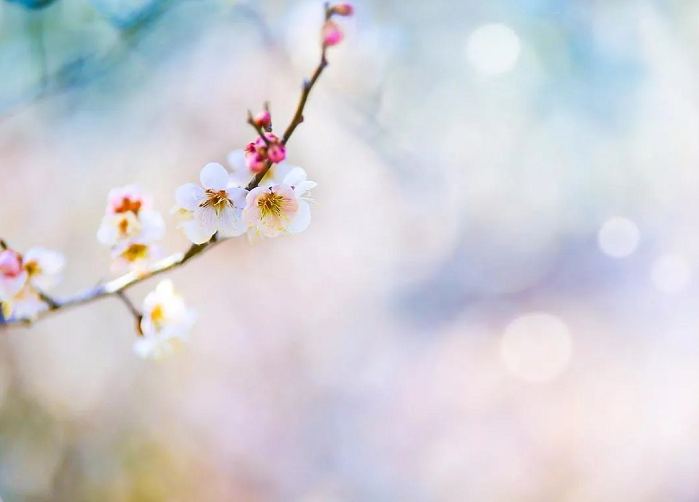 佛法不是宣傳學 而是自修學-图片2