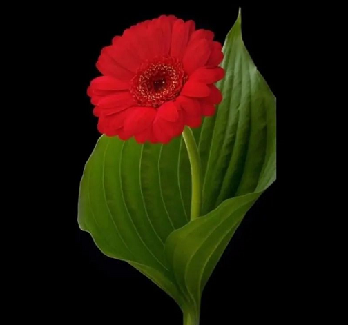 被新冠傳染源包圍下的我-图片1