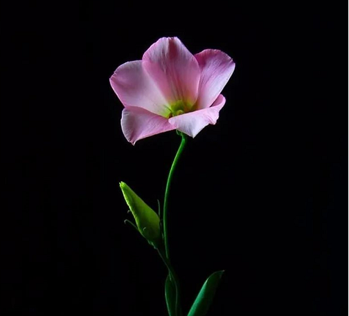 被新冠傳染源包圍下的我-图片3