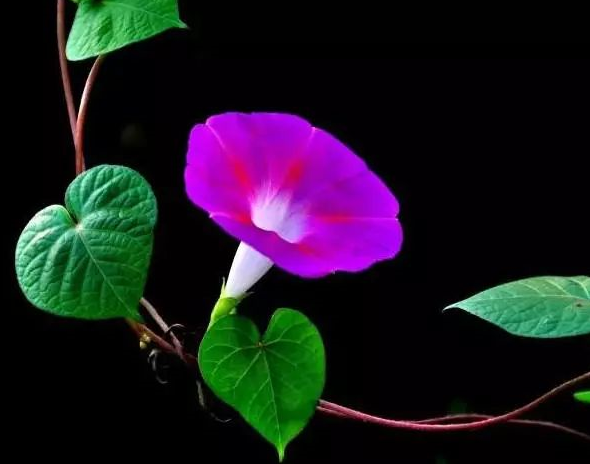 被新冠傳染源包圍下的我