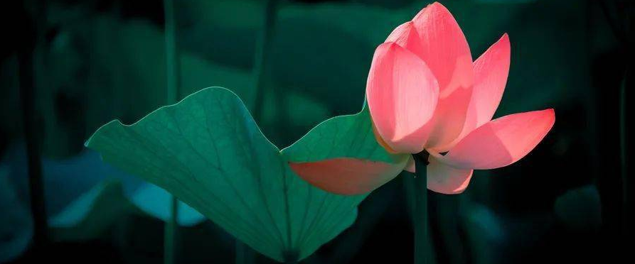 人生奇遇 ,佛陀加持我在沒有醫保的情況先免費手術