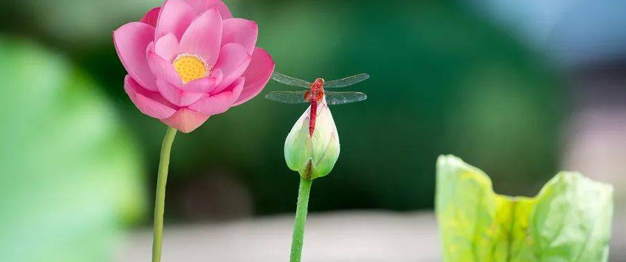 如法聞法讓我走出學佛的誤區