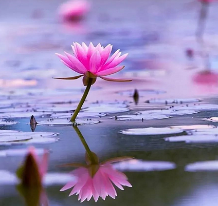 南無第三世多杰羌佛妙諳五明之稀世絕唱–成器必從磨礪出