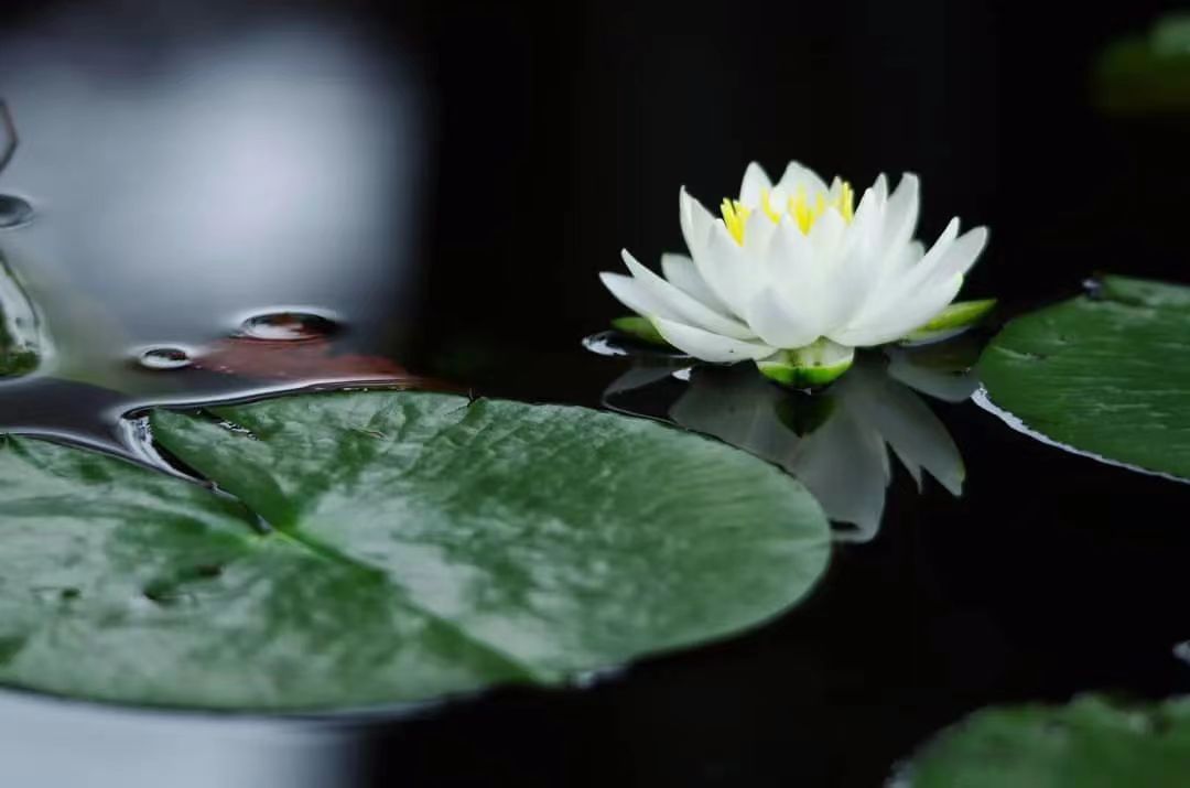 摧邪顯正:楊慧君魔妖惡行之一、二、三