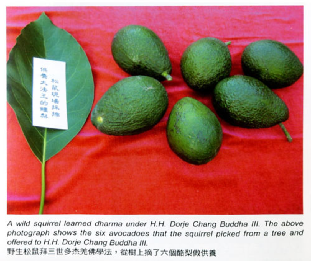 鬆鼠獻酪梨給第三世多杰羌佛
