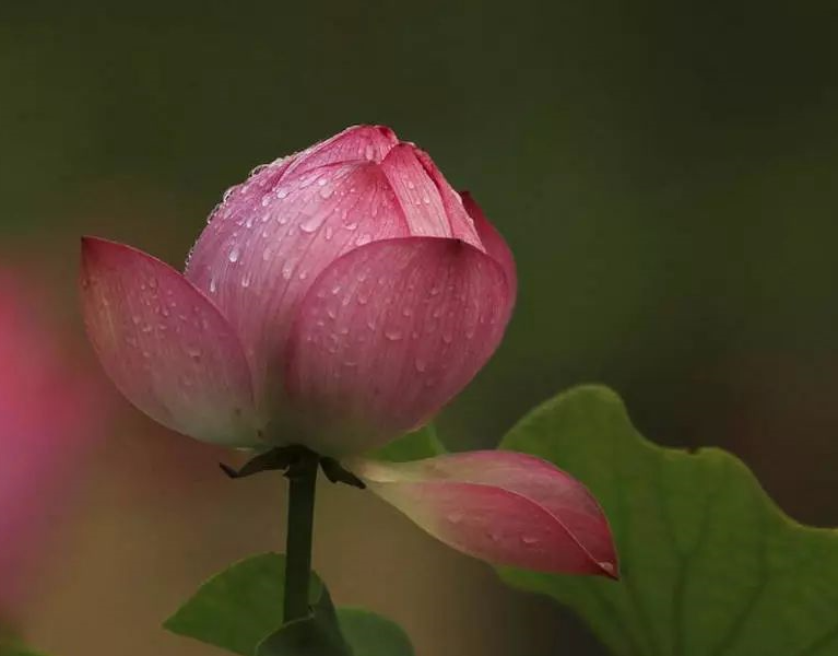 春節追溯人歸處,真正的家在哪裡?