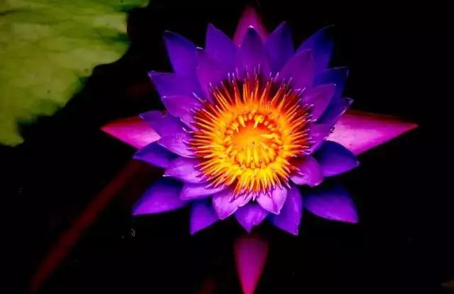 【視頻】華藏學佛苑舉行新春祈福暨南無彌勒菩薩聖誕法會剪輯