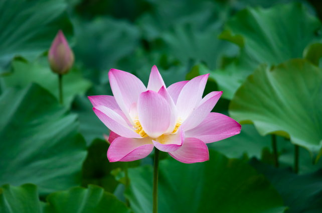 國際佛教僧尼總會說明:頗阿法、泥丸道果和金剛換體禪開頂的區別