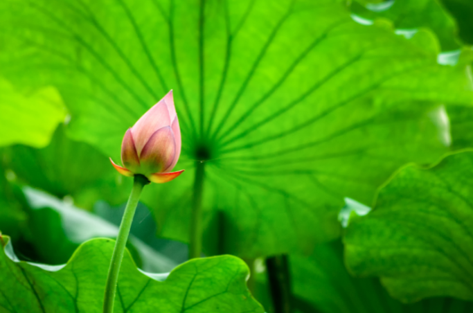 國際佛教僧尼總會說明:為什麽要“七師十證”