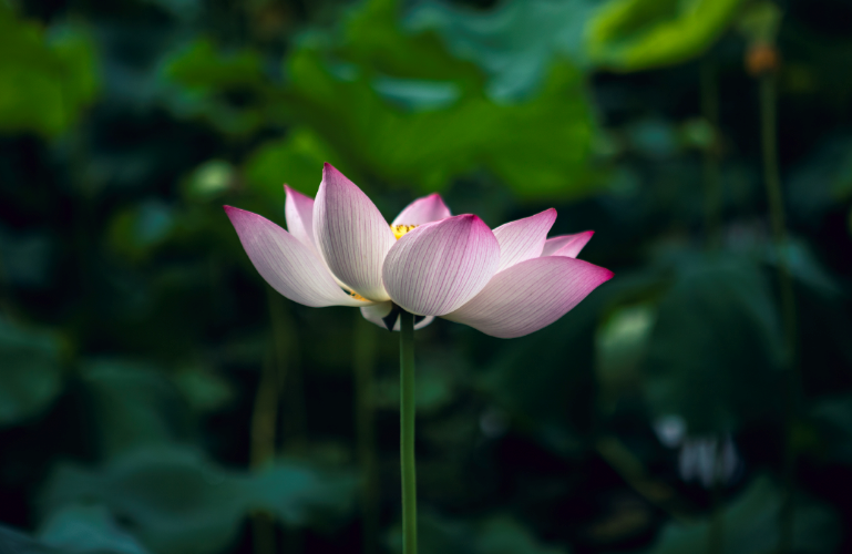 國際佛教僧尼總會關於聞法中心佛堂布置的公告