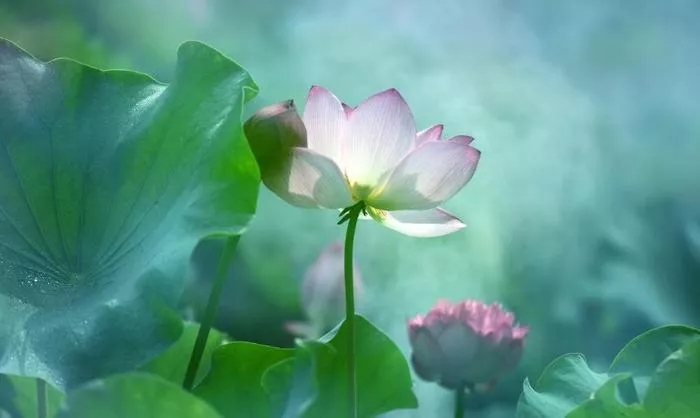 國際佛教僧尼總會公告(公告字第20120210號)