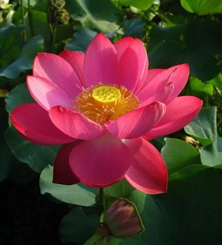 【視頻】孩子受傷血流不止虔心持誦南無觀世音菩薩聖號奇跡出現