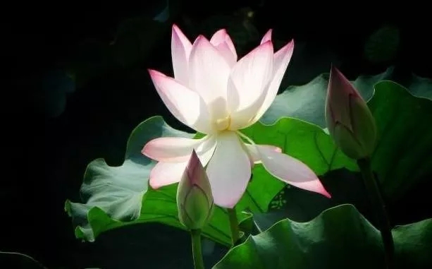 國際佛教僧尼總會公告(公告字第20130102號)