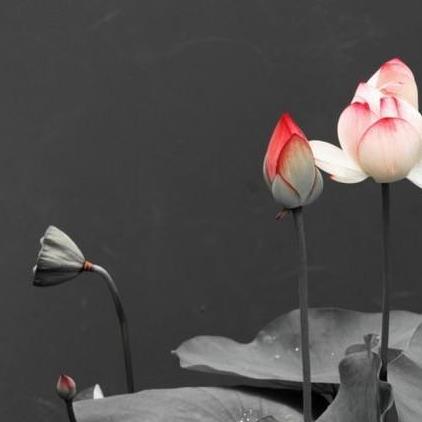 國際佛教僧尼總會公告(公告字第20130103號)