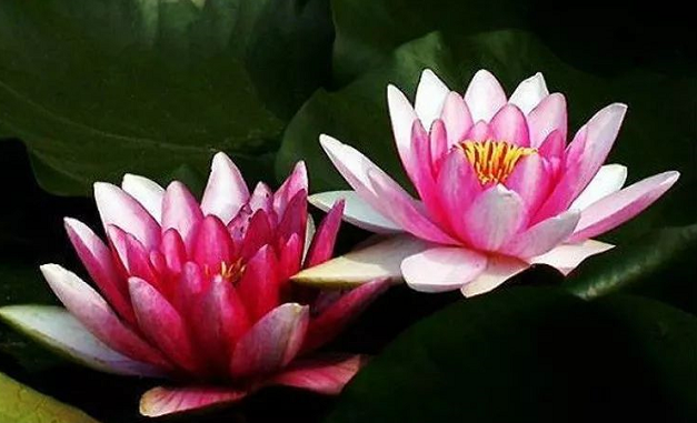 我為什麼不在西來寺皈依,而是皈依南無羌佛