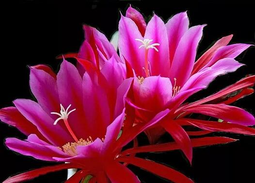 新年說法:我身口意都符合真修行嗎?能成就解脫還是遭惡業苦果?