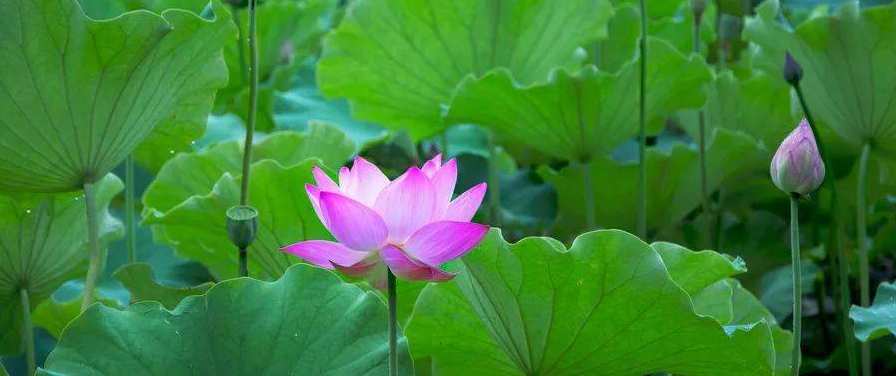 踐行：以菩提心來面對眾生