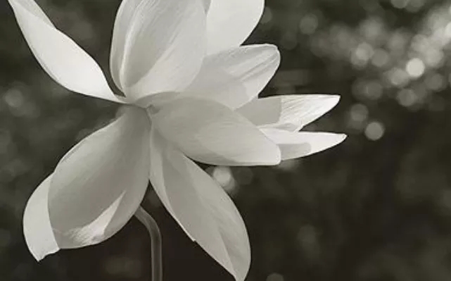 聖德高僧們的重要答覆(農曆正月二十五:第二十五道答案)