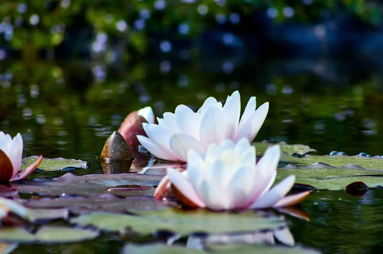 面對生活中的煩惱，我學會了用佛法的義理來處理