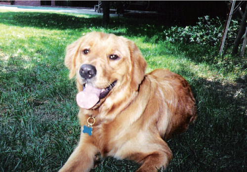 《揭開真相》（七）狗狗-图片2