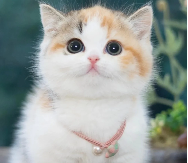 營救小奶貓使我的心更加柔軟了