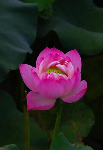 【視頻】華藏學佛苑舉辦南無觀世音菩薩聖誕法會掠影