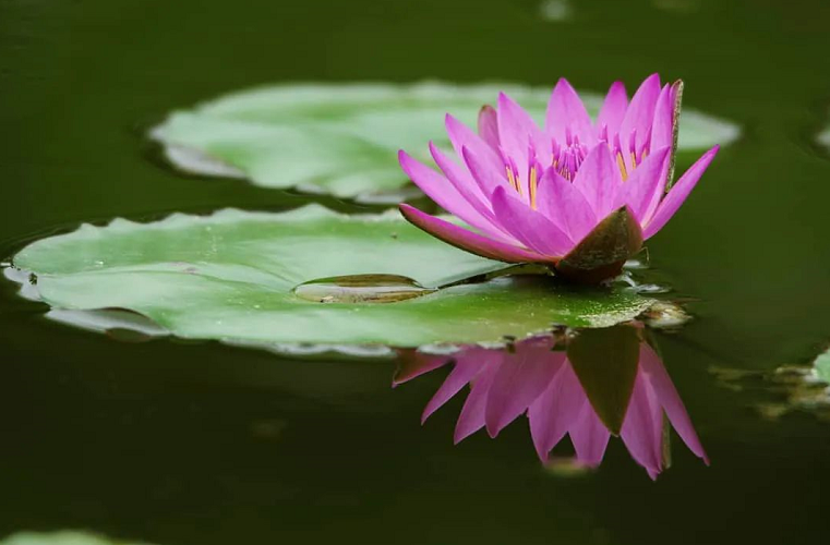 是什麼讓對我學佛有偏見的父親有了徹底改變