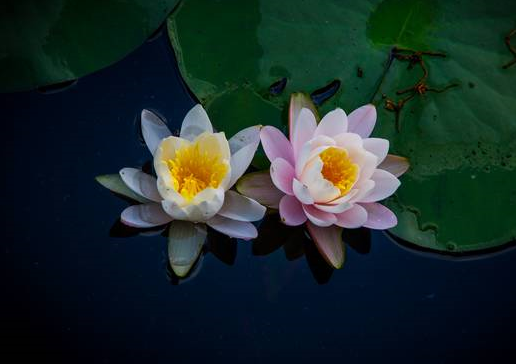 您的行為中藏著您的福報