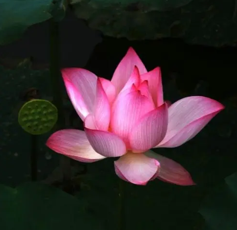 轉發法音出版社通知