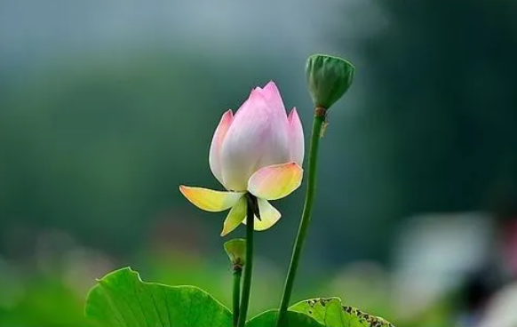 “黃臉婆”逆襲“白月光”之經歷