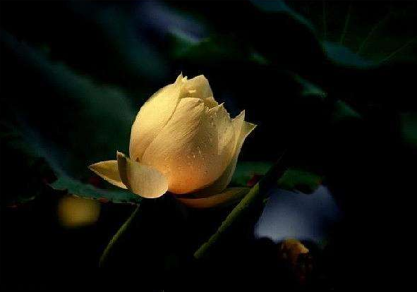 我們為什麼要關愛慈悲眾生？