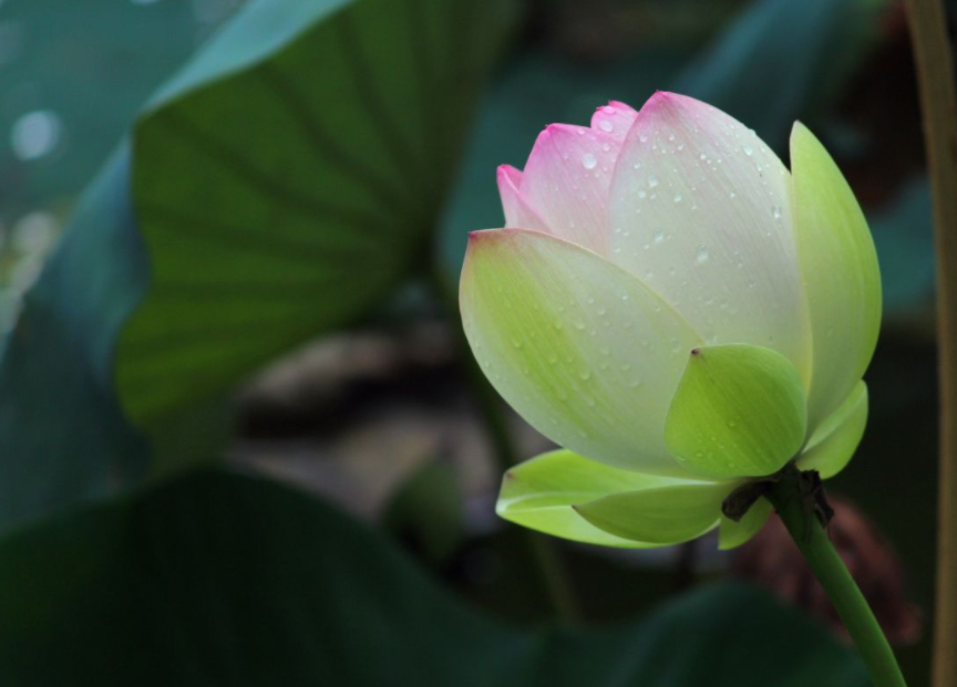 被騙5萬而痛苦不堪,通過次第聞法我終於走出来了