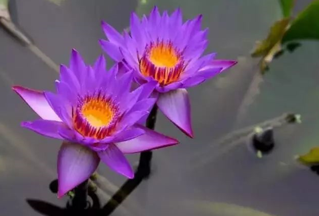 通過次第聞法讓我得到了成長的快樂