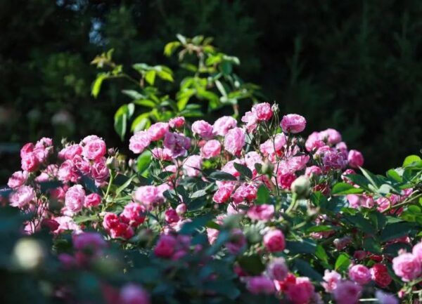 一顆寶丸喚醒了四十多年“斷交”的親情