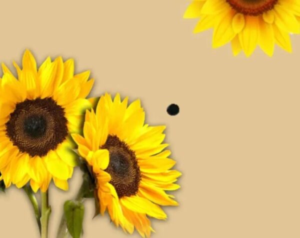 一顆寶丸喚醒了四十多年“斷交”的親情-图片3