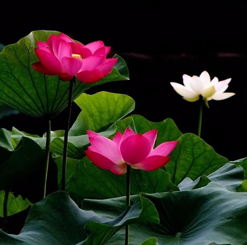 造成許多家庭矛盾的原因主要是認知的問題,要特別反省!