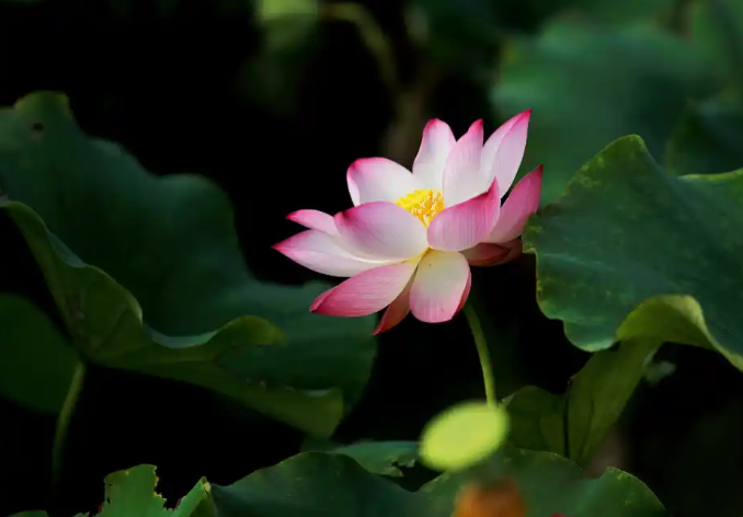 怎樣判斷一個人格局的大小?