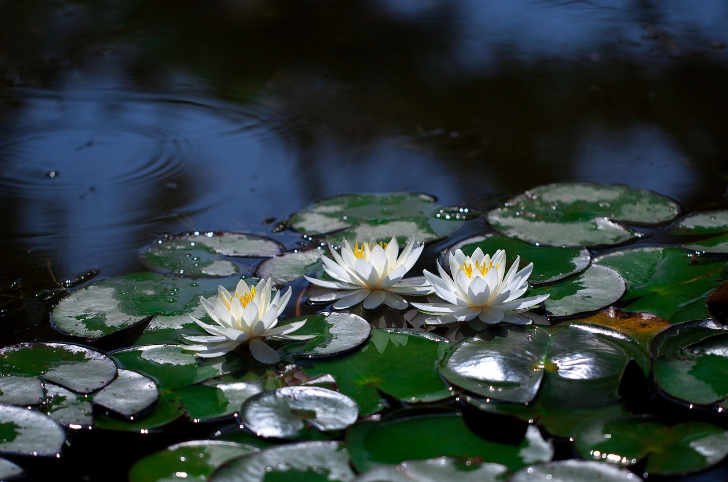 一段讓人淚目的父子對話