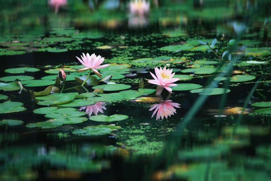 高速公路上的死裡逃生,讓我不再徘徊誠心學佛